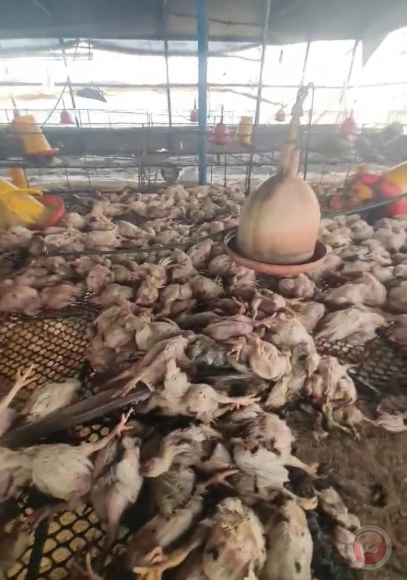 حريق في مزرعة بالمغازي يؤدي إلى نفوق 3500 دجاجة 