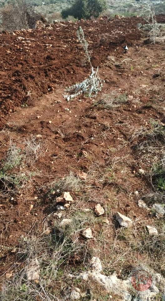 صور- مستوطنون يقتلعون عشرات أشجار الزيتون غرب سلفيت