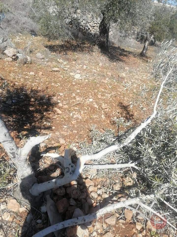 مستوطنون يكسرون ويقطعون 80 شجرة زيتون في أراضي ياسوف