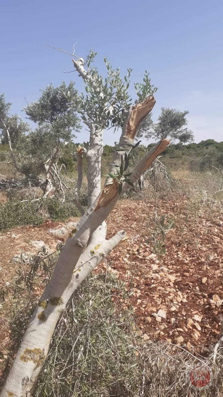 بالصور ..مستوطنون يحطمون 50 شجرة زيتون  في سلفيت