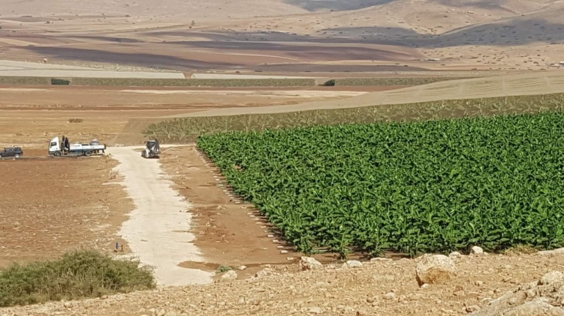 قوة اسرائيلية تدمر بساتين الموز في الراس الأحمر