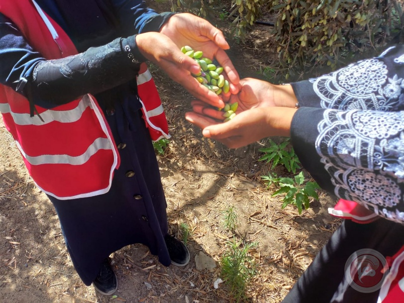 عشرات النساء يساعدن المزارعين في قطف ثمار الزيتون شمال القطاع