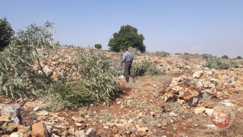 The occupation bulldozed a dunum and uprooted 20 olive seedlings in Wadi Fukin, west of Bethlehem