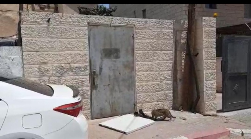 The occupation removes the office of activist Muhammad Abu al-Hummus in the middle of the Sheikh Jarrah neighborhood