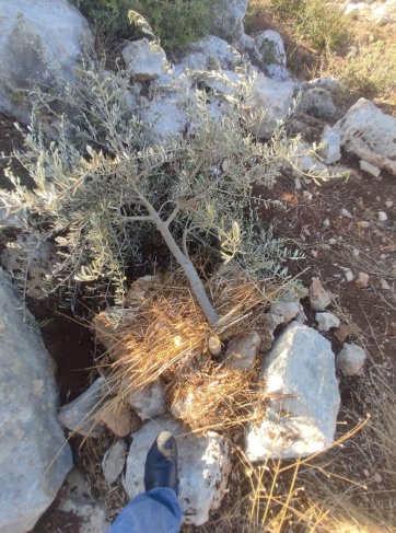 Settlers uproot 60 olive trees west of Salfit