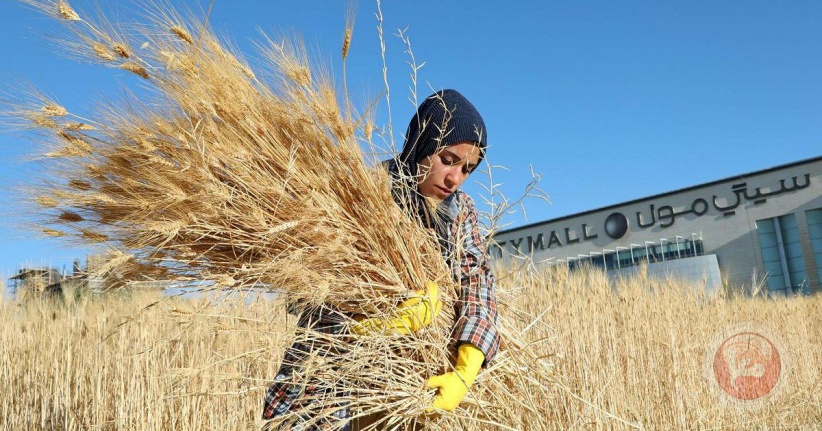 الاقتصاد لمعا: بناء صوامع القمح بداية العام المقبل بقدرة تخزينية 80 ألف طن