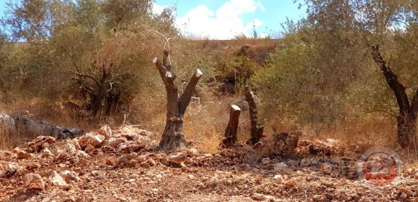 Plowing lands and uprooting dozens of olive trees in the town of Al-Zawiya