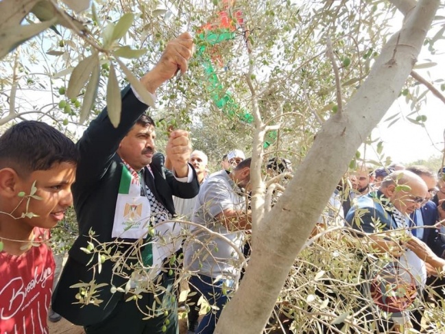 Gaza: Agriculture opens the olive harvest season and the operation of the mills