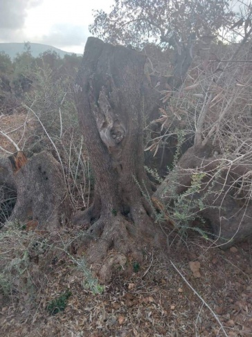 Settlers cut down olive trees and steal fruits south of Nablus