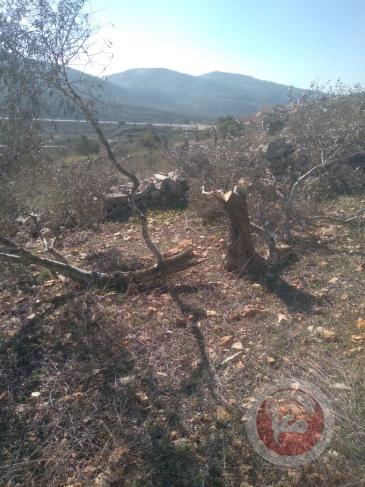 مستوطنون يقطعون أشجار زيتون بسلفيت