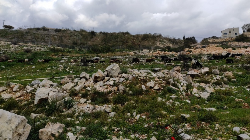 A shepherd was arrested west of Salfit
