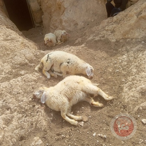 Dozens of sheep die... Settlers attack a ruin east of Yatta (photos)