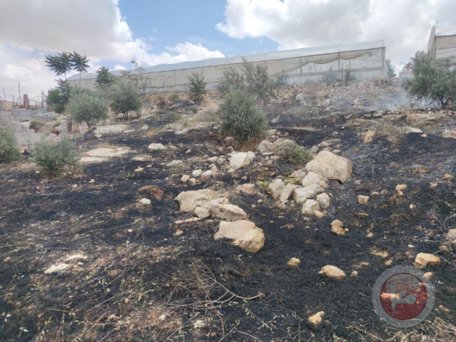 Occupation burns olive trees in Tekoa