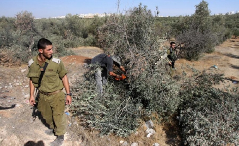 The occupation uproots 50 olive trees and demolishes a retaining wall in Hizma