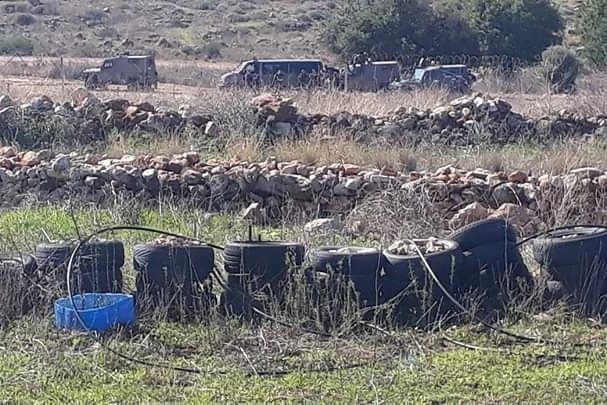 The occupation arrests a shepherd of sheep in Salfit